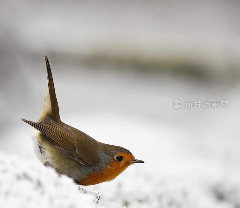 知更鸟(Erithacus rubecula)在冬天